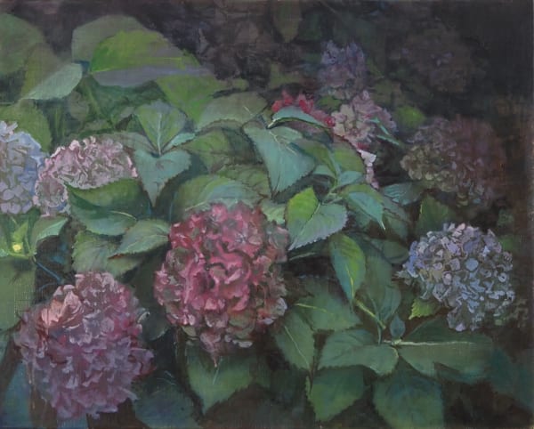 Maeve McCarthy Hydrangea macrophylla Oil on linen 40 x 50cm