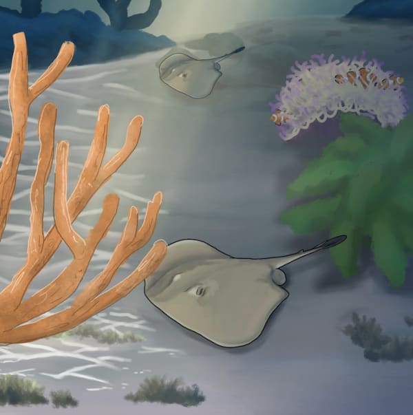 Fantastical Sharks & Rays