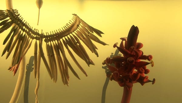 SASKIA OLDE WOLBERS Pareidolia 2011