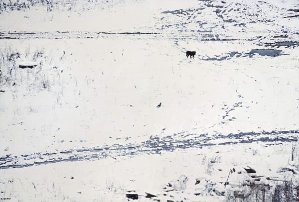 Semyon Faibisovich On the First Snow from the cycle Dog's life, 2012