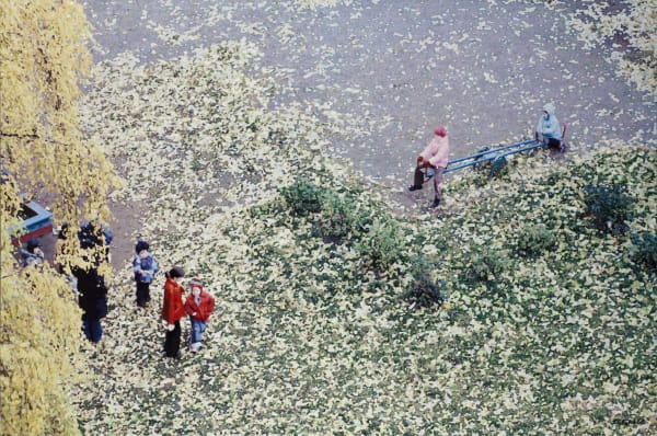 Semyon Faibisovich Falling Leaves from the cycle MY YARD, 2012