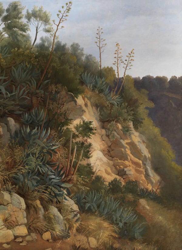 Edmund HOTTENROTH, Study of Agaves, 19th century