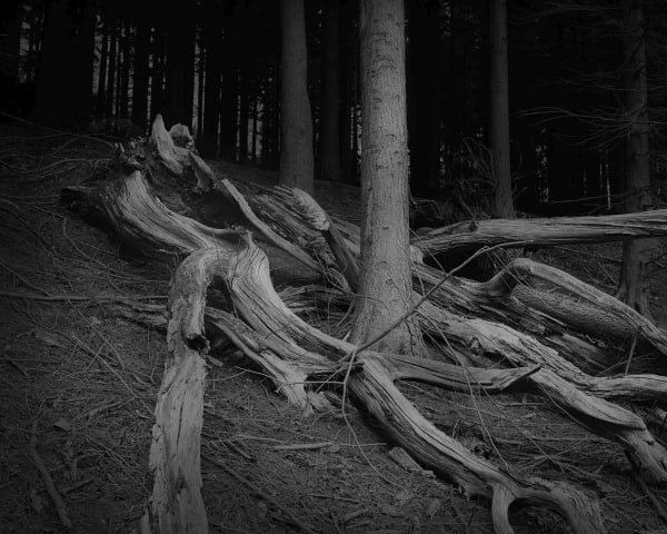 The Hermits Garden #8, 2013