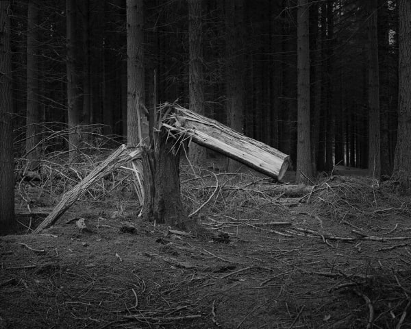 The Hermits Garden #15, 2013