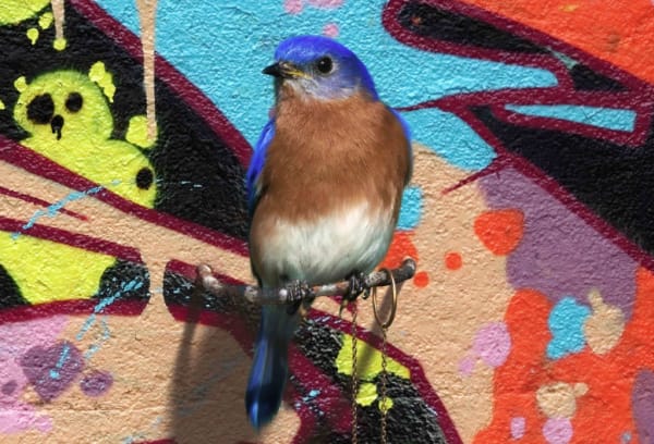 Mat Collishaw Urban Legends