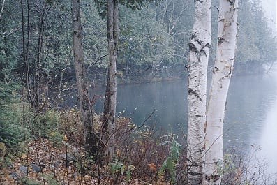 Louis Joncas, Unititled, from the Naturalis series, 2003, C-print, edition of 6, 96.5 x 71 cm