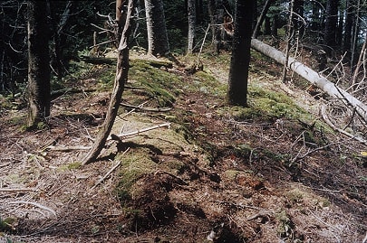 Louis Joncas, Unititled, from the Naturalis series, 2003, C-print, edition of 6, 96.5 x 71 cm.