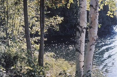 Louis Joncas, Unititled, from the Naturalis series, 2003, C-print, edition of 6, 96.5 x 71 cm(5 available)