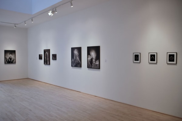 Mjm Installation 2019 1