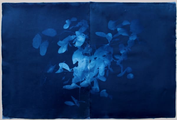 Loren Williams: Boisé bleu