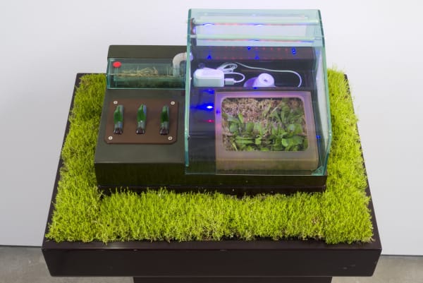 Carl Cheng, Supply & Demand (1972). Venus flytraps, insects, plastic case, humidifier, wiring, grass, wood pedestal, grow lamps, 47 x...