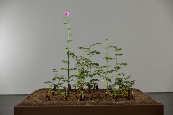 Damascus Rose, Brown University David Winston Bell Gallery