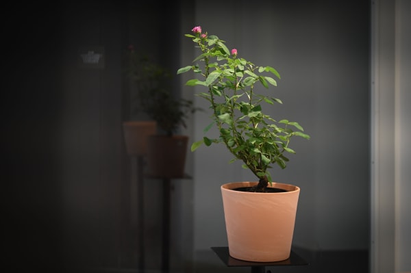 Damascus Rose, 2016-ongoing