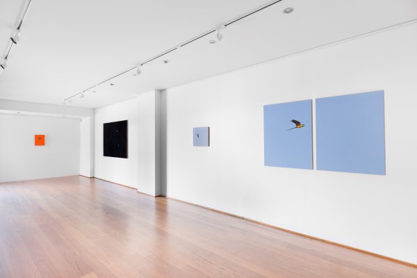 install shot: Matthew Kentmann Blue & Gold