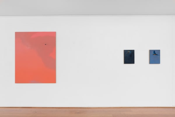 install shot: Matthew Kentmann Blue & Gold