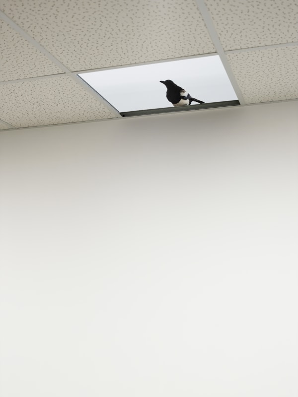 Pilevneligallery Ryangander 113291