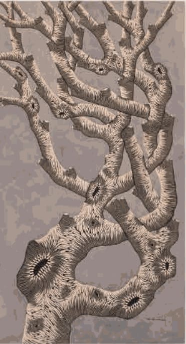 zoÉ ouvrıer SUSIE ROSE