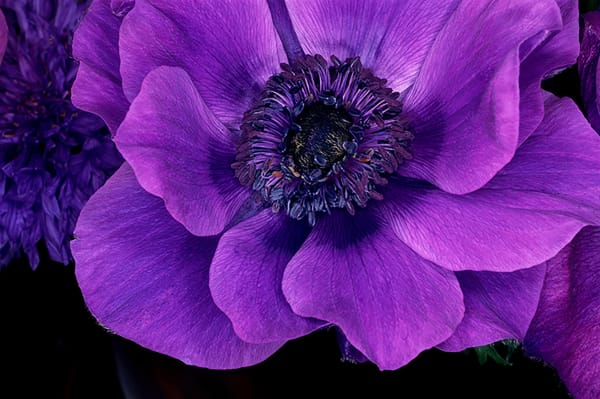 NOBUYOSHI ARAKI Flower Rond 2