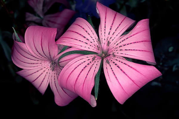 Nobuyoshi Araki Flower Rond 5
