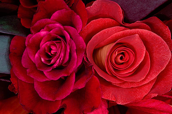 NOBUYOSHI ARAKI Flower Rond 8