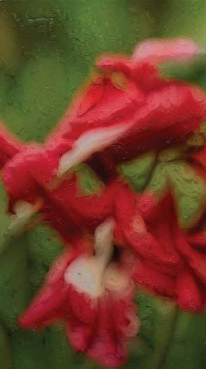 REFİK ANADOL MACHINE HALLUCINATIONS: FLORAL PIGMENTATIONS - B, 2022