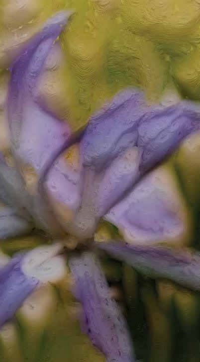 REFİK ANADOL MACHINE HALLUCINATIONS: FLORAL PIGMENTATIONS - C, 2022