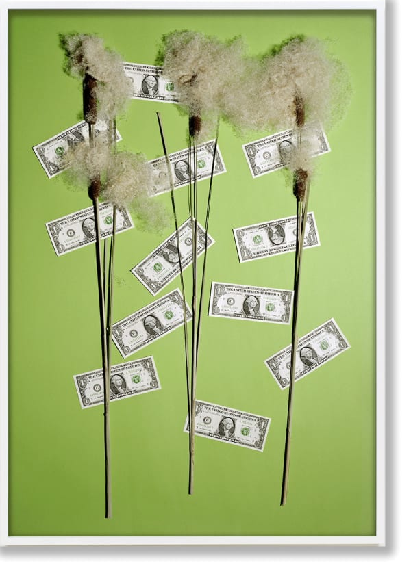 Anette Kelm Money Tree / Blossom, 2016