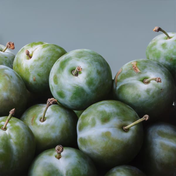 Antonio Castello Plums II Oil on linen on board 120 x 120 cm