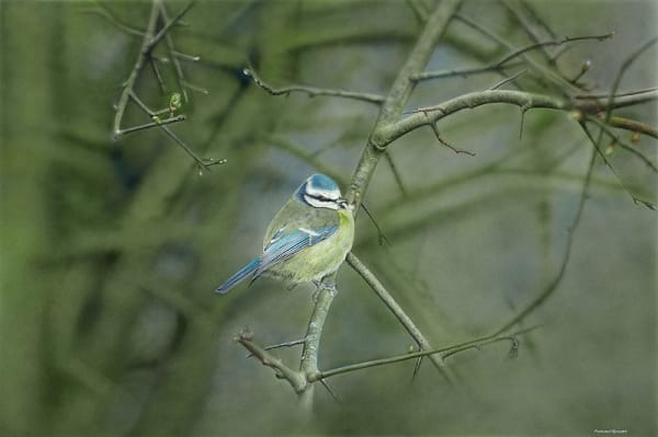 Adrian Smart "Solitude" Watercolour on paper 44 x 66 cm