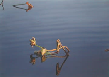 James Van Patten Orange on Blue