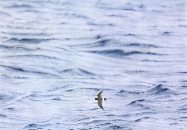 Adrian Smart Petrel
