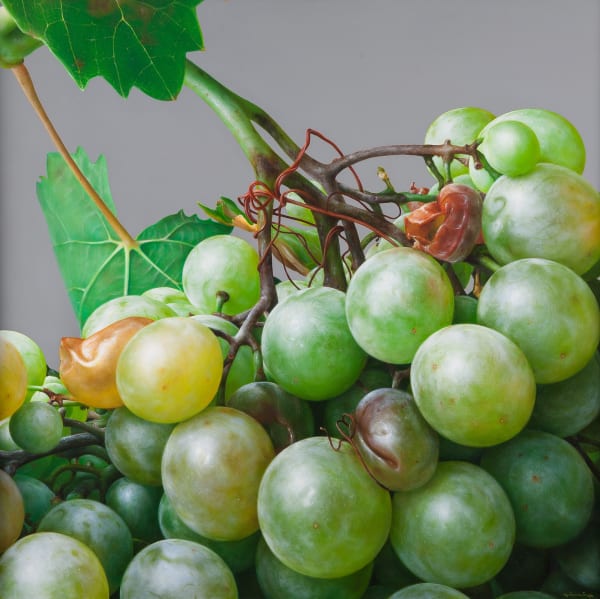 Antonio Castello "Grapes III" Oil on linen 80 x 80 cm