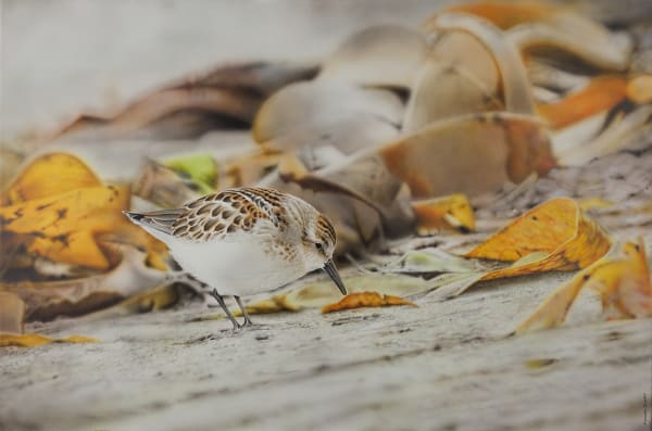 Adrian Smart "Home by the Sea" 91 x 61 cm Acrylic on canvas