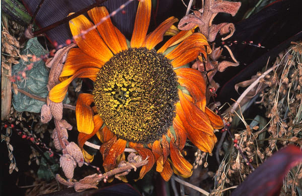 NOBUYOSHI ARAKI, FLOWER RONDEAU (1) 1997/2020