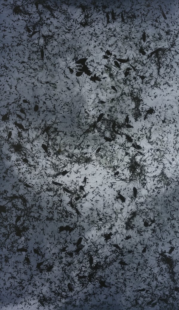 Paris Photo 2019 7 - 10 November Grand Palais, Paris (Susan Derges, Larvae)