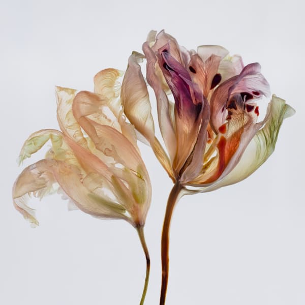 Kathrin Linkersdorff, From the series Fairies, II/3, 2020