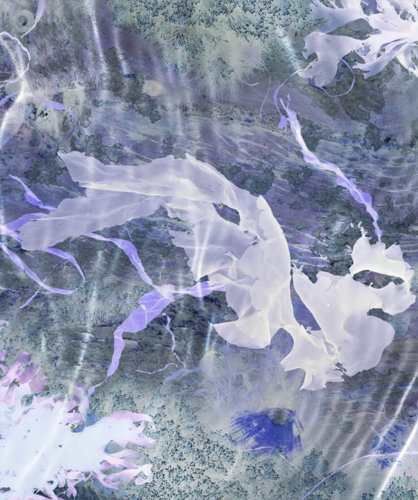 Susan Derges, Ocean Flowers 1, 2019