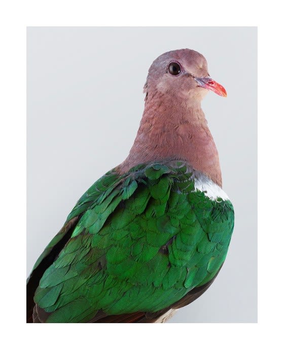 Leila Jeffreys, Emerald Dove, 2017
