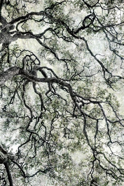 Santeri Tuori, Forest 44, 2019