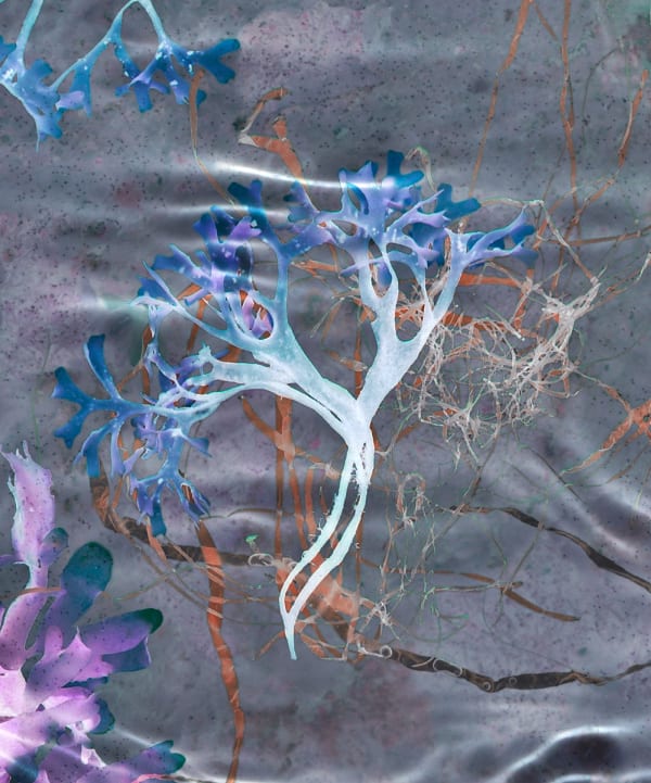 Susan Derges, Ocean Flowers 10, 2019