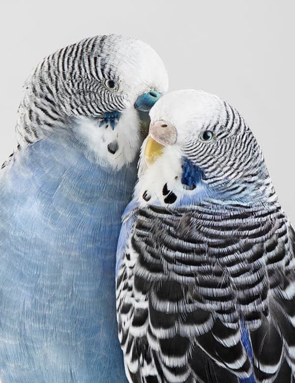 Leila Jeffreys, From the series High Society, River and Cloudy, 2019