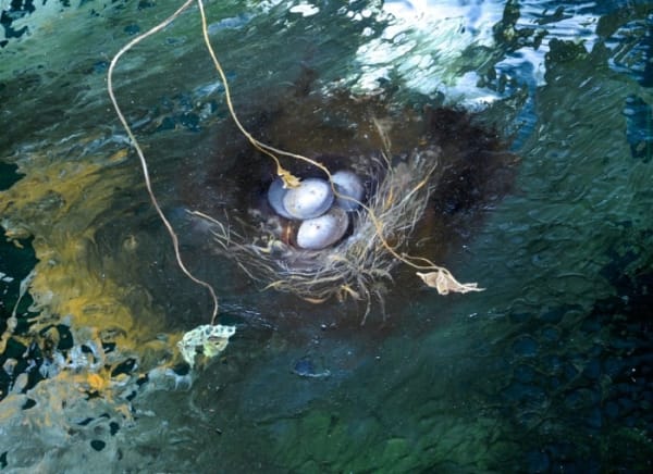 Michael Porter, Vanitas series 20.02.16, 2016