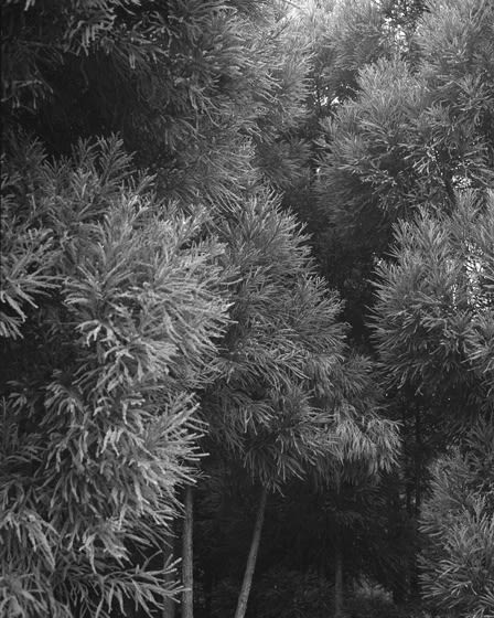 Awoiska van der Molen