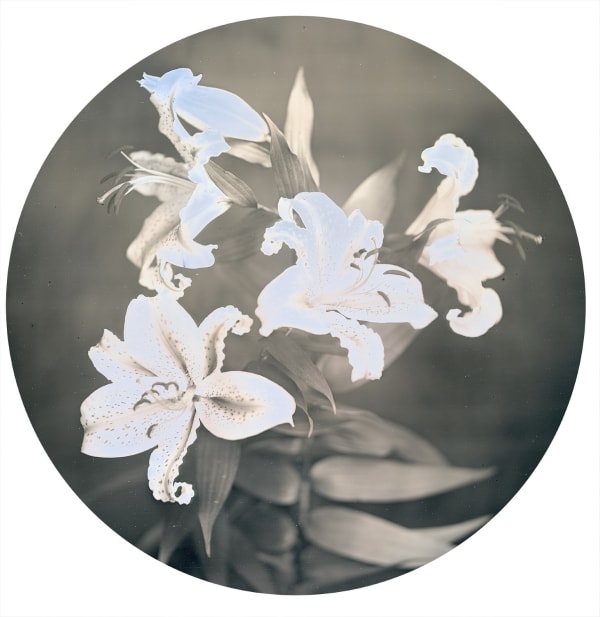 Takashi Arai, Lilies of Kawamata Village, Fukushima, 2017