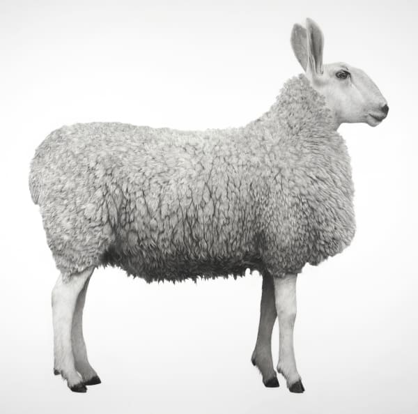 Jonathan Delafield Cook, Border Leicester Sheep , 2020