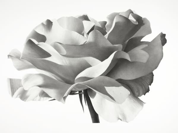 Jonathan Delafield Cook, Rose IV, 2021