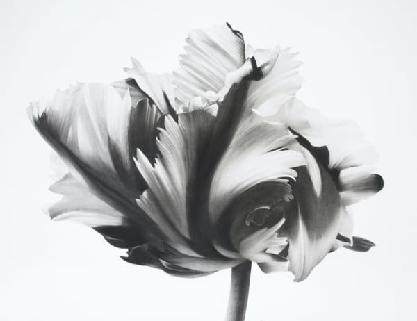 Jonathan Delafield Cook, Tulip, 2021