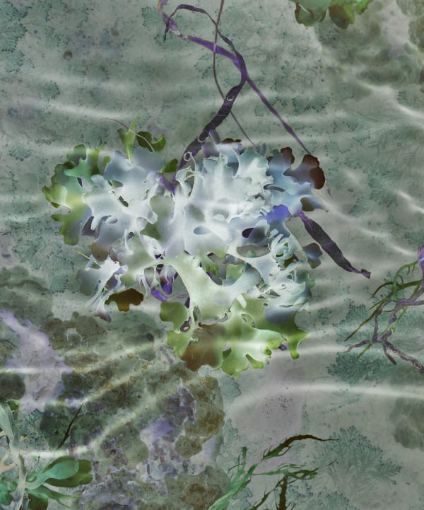 Susan Derges, Ocean Flowers 3, 2019