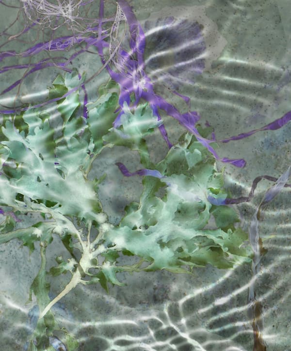 Susan Derges, Ocean Flowers 7, 2019
