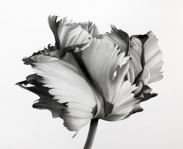 Jonathan Delafield Cook, Tulip 1 , 2021